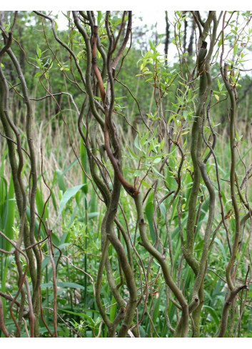 SALIX babylonica TORTUOSA