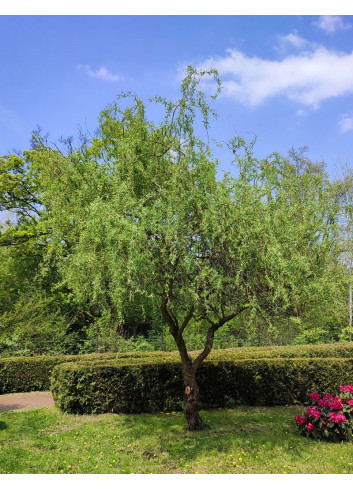 SALIX babylonica TORTUOSA