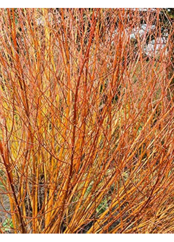 SALIX alba CHERMESINA