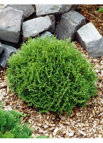 THUJA occidentalis DANICA