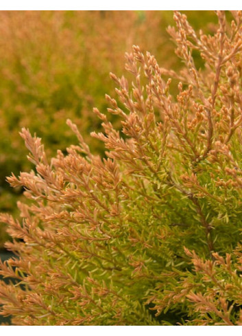 THUJA occidentalis FIRE CHIEF®