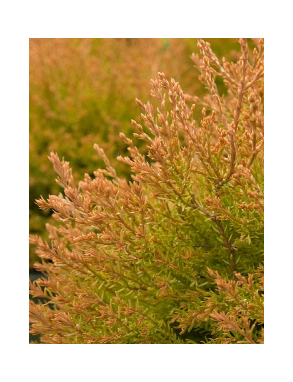 THUJA occidentalis FIRE CHIEF®