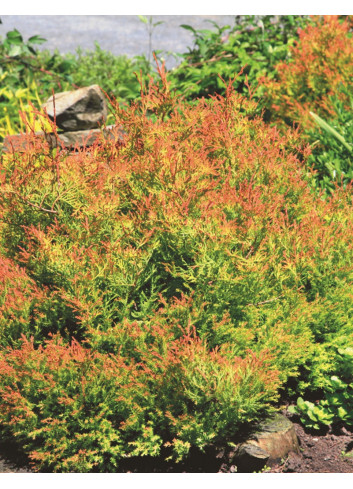 THUJA occidentalis FIRE CHIEF®