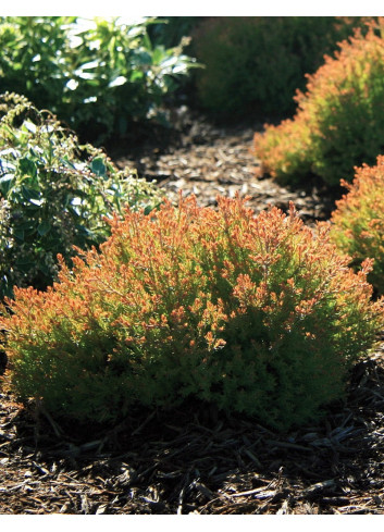 THUJA occidentalis FIRE CHIEF®