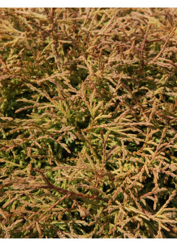 THUJA occidentalis GOLDEN TUFFET