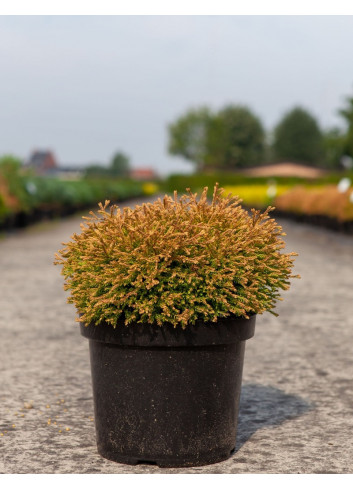 THUJA occidentalis GOLDEN TUFFET En pot de 7-10 litres