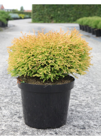 THUJA occidentalis GOLDEN TUFFET En pot de 7-10 litres