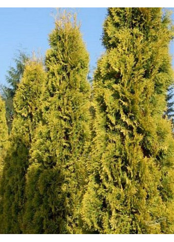 THUJA occidentalis JANTAR