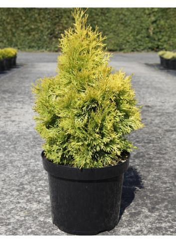 THUJA occidentalis JANTAR En pot de 7-10 litres