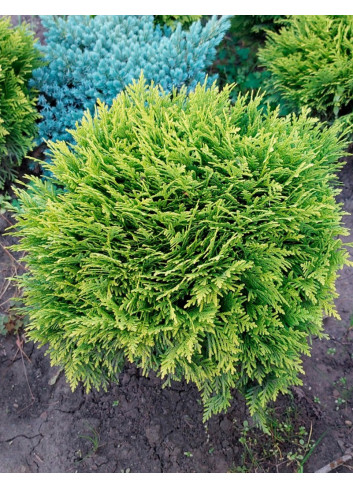 THUJA occidentalis MIRJAM