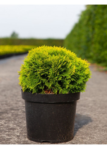 THUJA occidentalis MIRJAM En pot de 7-10 litres