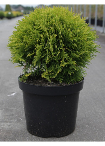 THUJA occidentalis MIRJAM En pot de 7-10 litres