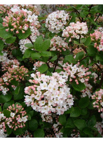 VIBURNUM burkwoodii ANNE RUSSELL