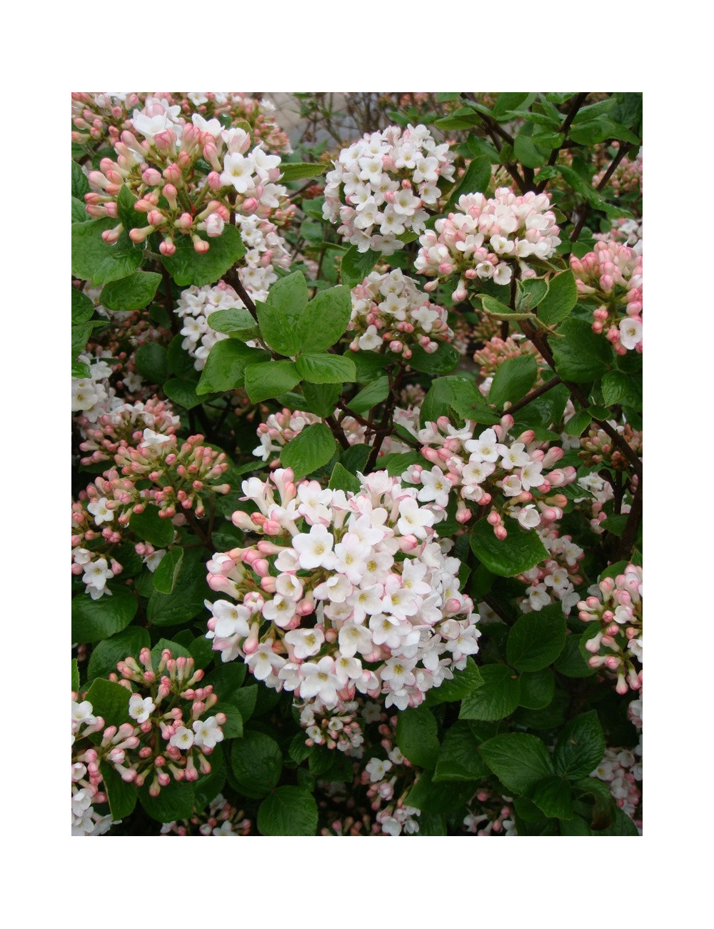 VIBURNUM burkwoodii ANNE RUSSELL