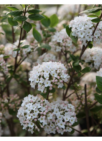 VIBURNUM burkwoodii ANNE RUSSELL