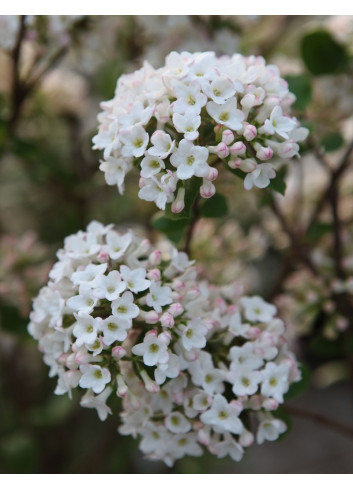 VIBURNUM burkwoodii ANNE RUSSELL