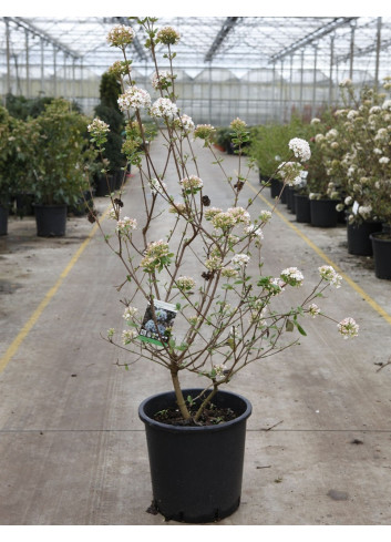 VIBURNUM burkwoodii ANNE RUSSELL En pot de 25-30 litres