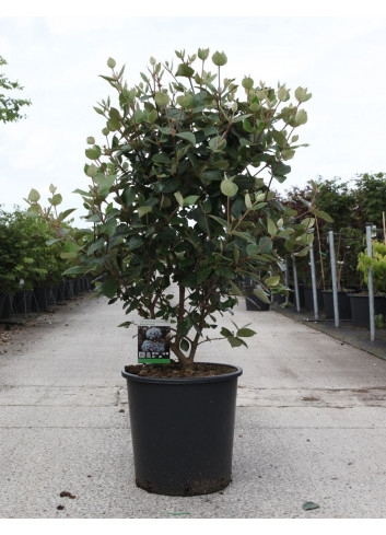 VIBURNUM burkwoodii ANNE RUSSELL En pot de 25-30 litres