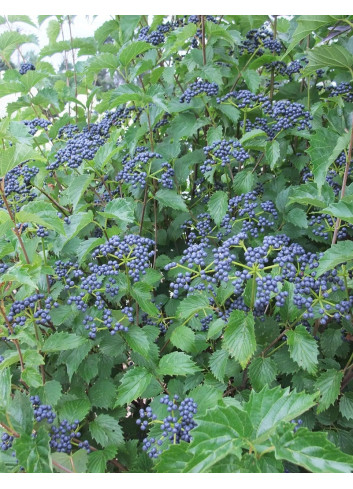 VIBURNUM dentatum BLUE MUFFIN