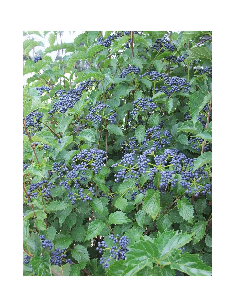 VIBURNUM dentatum BLUE MUFFIN