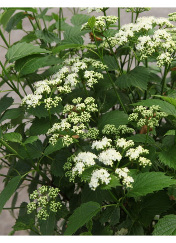 VIBURNUM dentatum BLUE MUFFIN