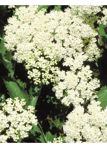 VIBURNUM dentatum BLUE MUFFIN