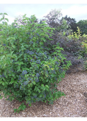 VIBURNUM dentatum BLUE MUFFIN