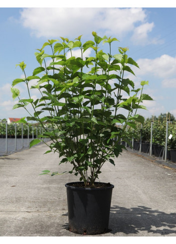 VIBURNUM dentatum BLUE MUFFIN En pot de 10-12 litres