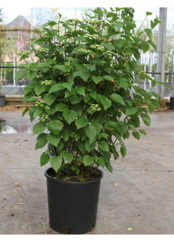 VIBURNUM dentatum BLUE MUFFIN En pot de 10-12 litres