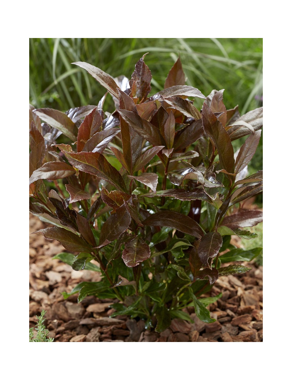 VIBURNUM odoratissimum COPPERTOP