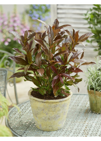 VIBURNUM odoratissimum COPPERTOP