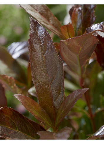 VIBURNUM odoratissimum COPPERTOP