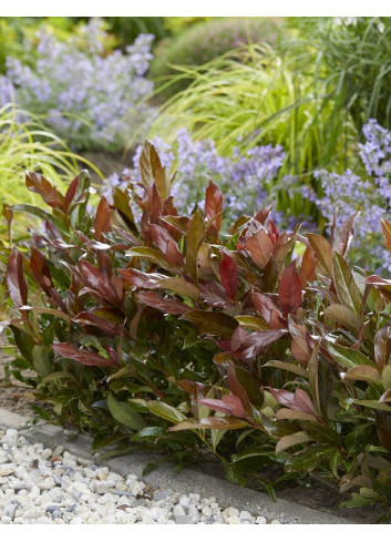 VIBURNUM odoratissimum COPPERTOP