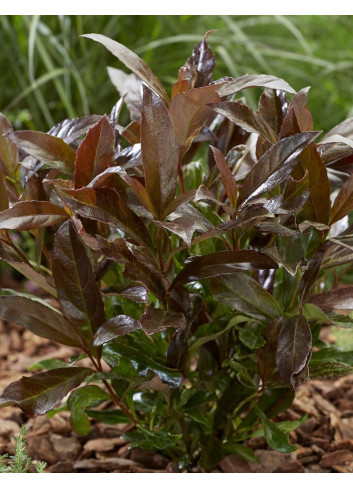 VIBURNUM odoratissimum COPPERTOP