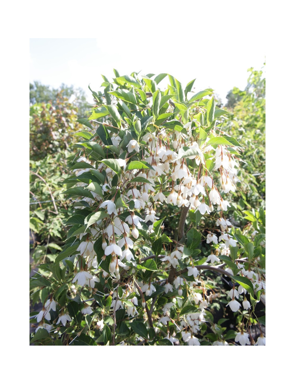 STYRAX japonica FRAGRANT FOUNTAIN®