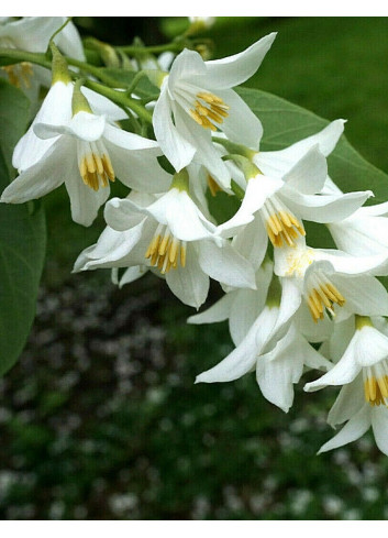 STYRAX obassia