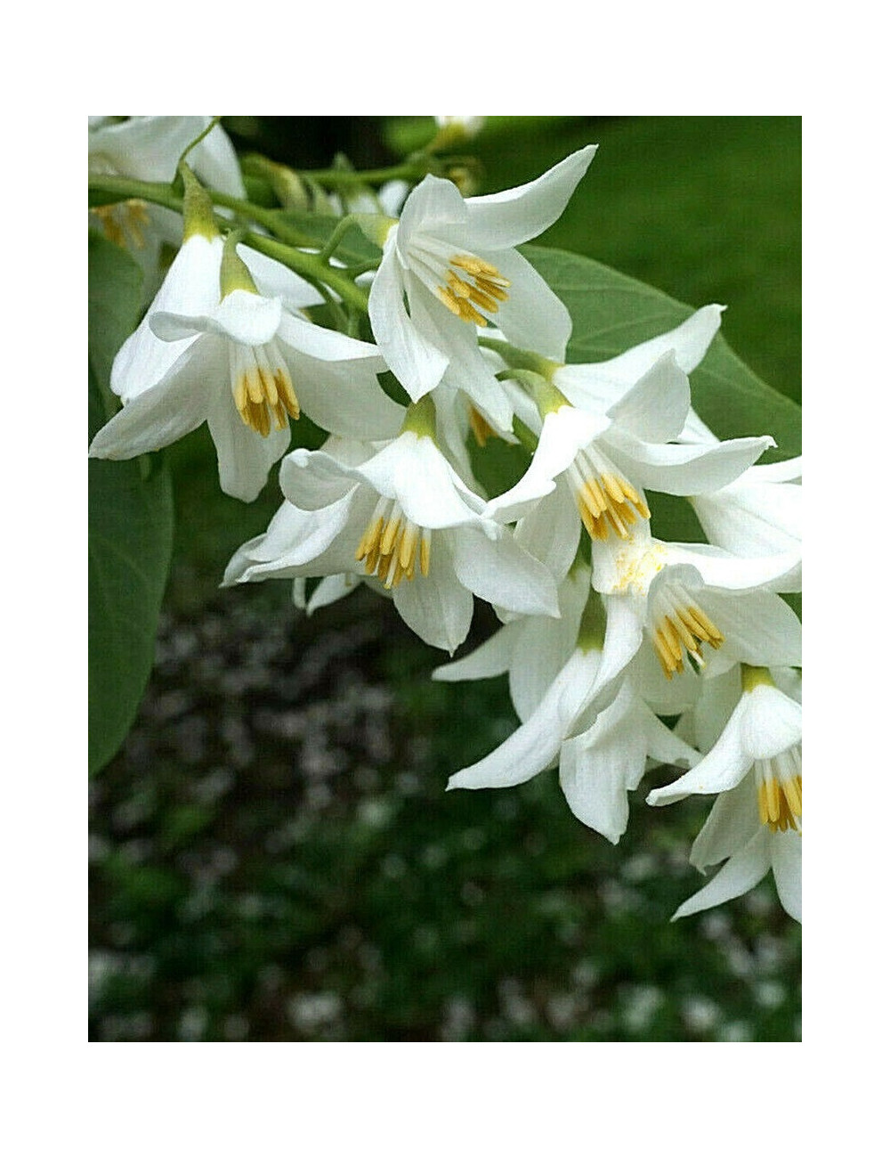 STYRAX obassia