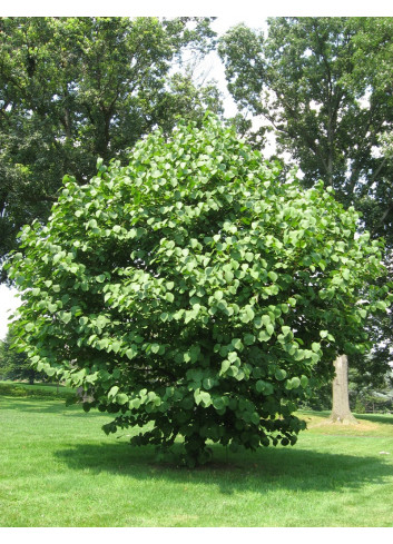 STYRAX obassia