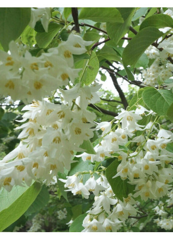 STYRAX obassia