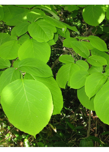 STYRAX obassia