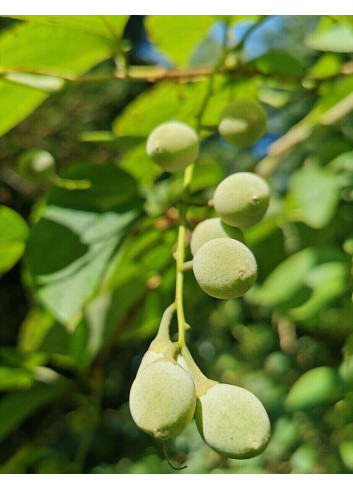 STYRAX obassia