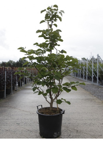 STYRAX obassia En pot de 30-35 litres