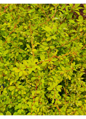 BERBERIS thunbergii GOLDEN DREAM