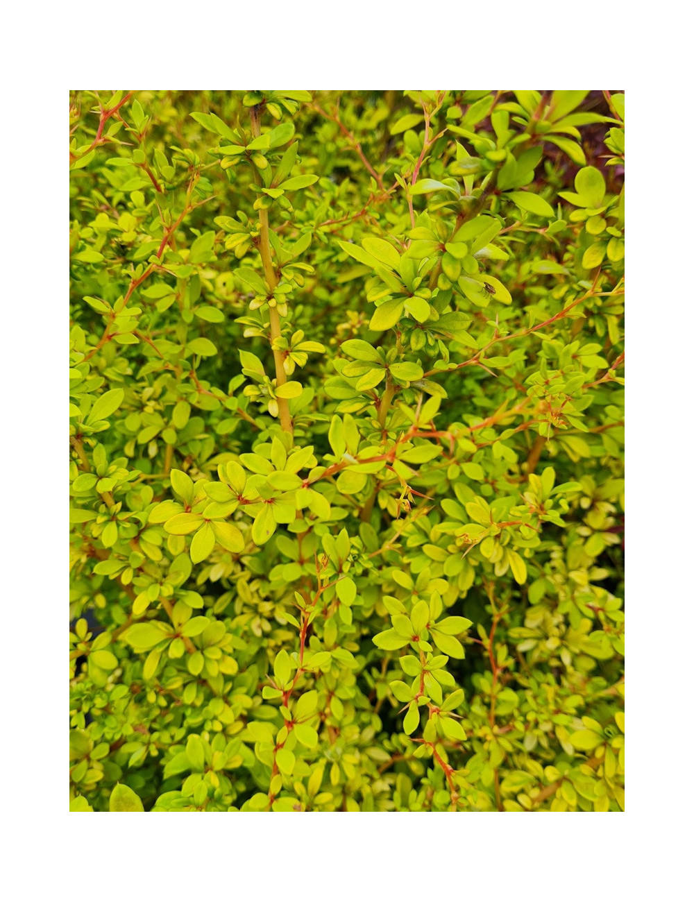 BERBERIS thunbergii GOLDEN DREAM