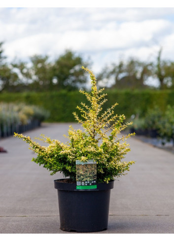 BERBERIS thunbergii GOLDEN DREAM En pot de 10-12 litres