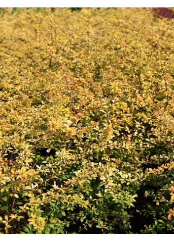 BERBERIS thunbergii GOLDEN DREAM