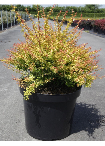 BERBERIS thunbergii GOLDEN DREAM En pot de 10-12 litres