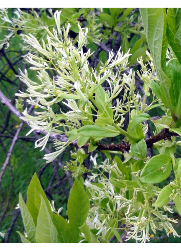 CHIONANTHUS virginicus