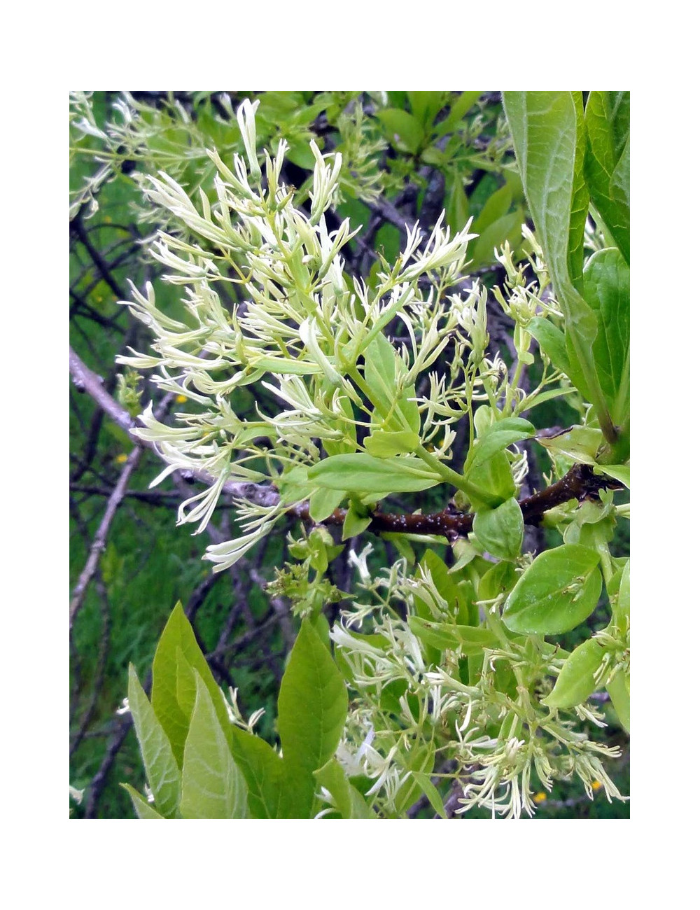 CHIONANTHUS virginicus