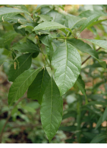 CHIONANTHUS virginicus